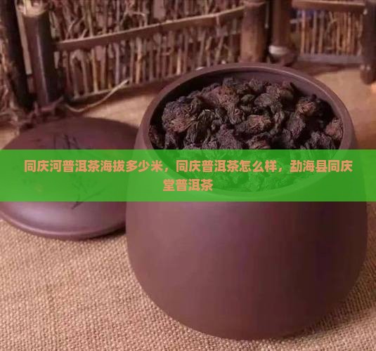 同庆河普洱茶海拔