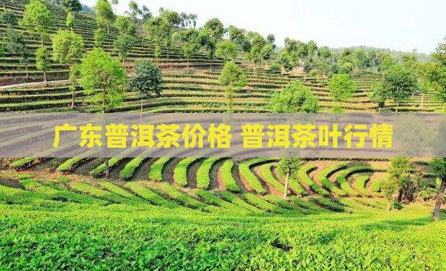 广东供销勐舍普洱茶价格