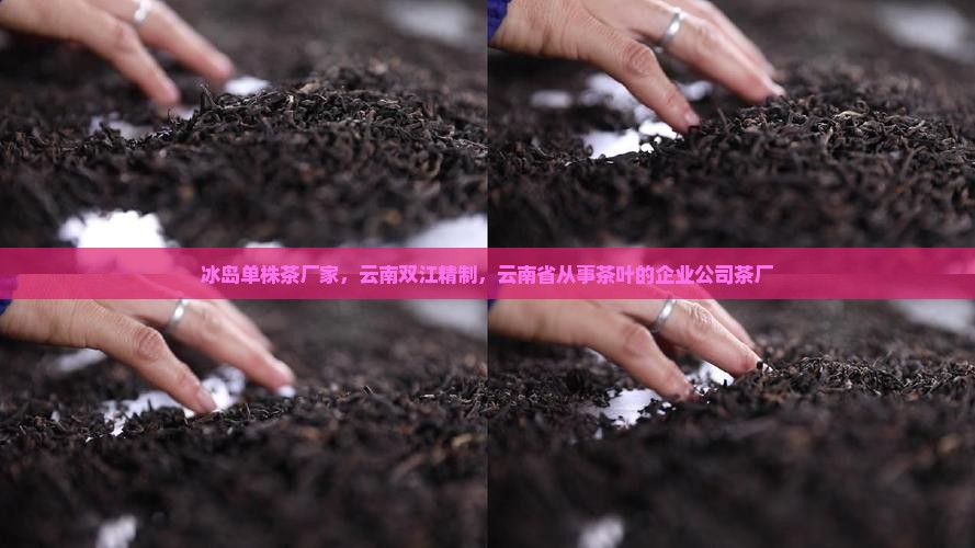 冰岛单株茶的厂家