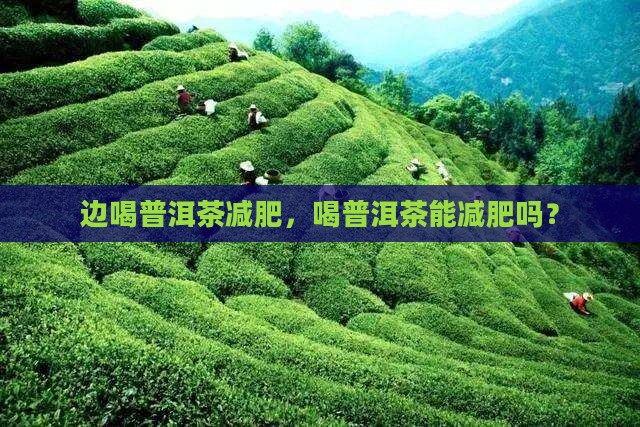 边喝普洱茶减肥