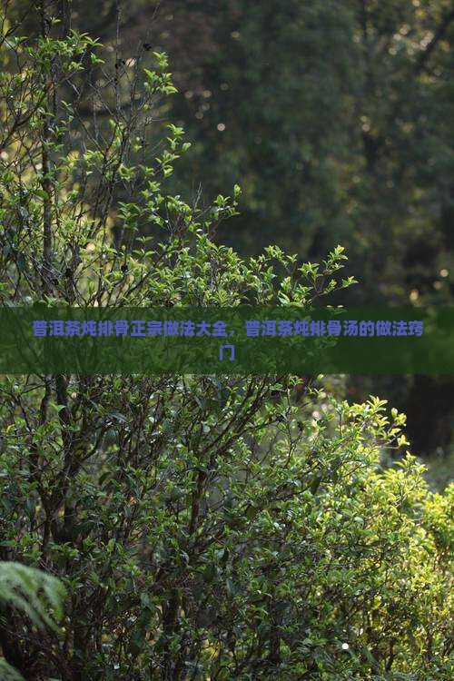 普洱茶炖排骨正宗做法