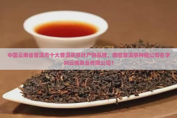 普洱茶种植公司名字有哪些