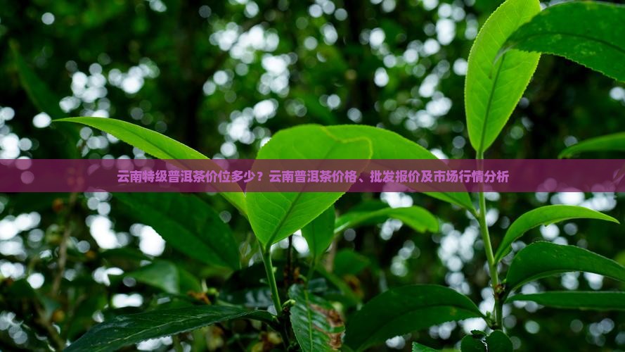云南特级普洱茶价位多少
