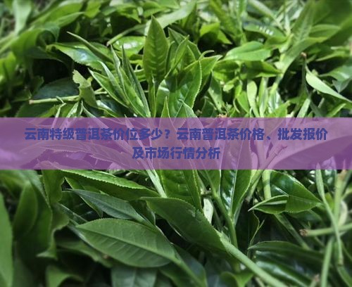 云南特级普洱茶价位多少