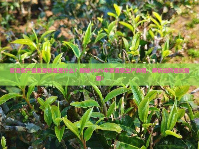 普洱茶产量质量标准是什么