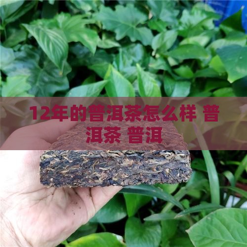 12年的普洱茶怎么样