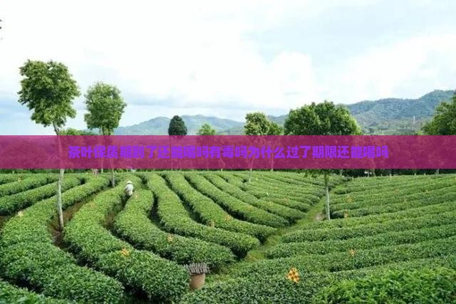 茶叶保质期到了还能喝吗