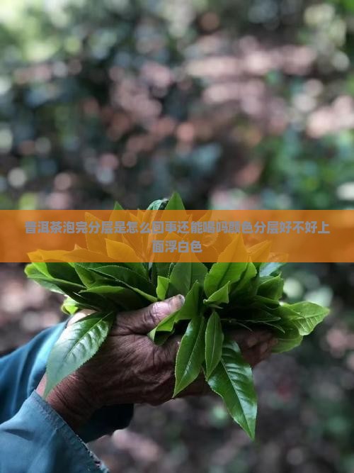 普洱茶泡完分层