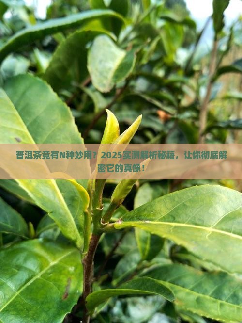 普洱茶分几种作用