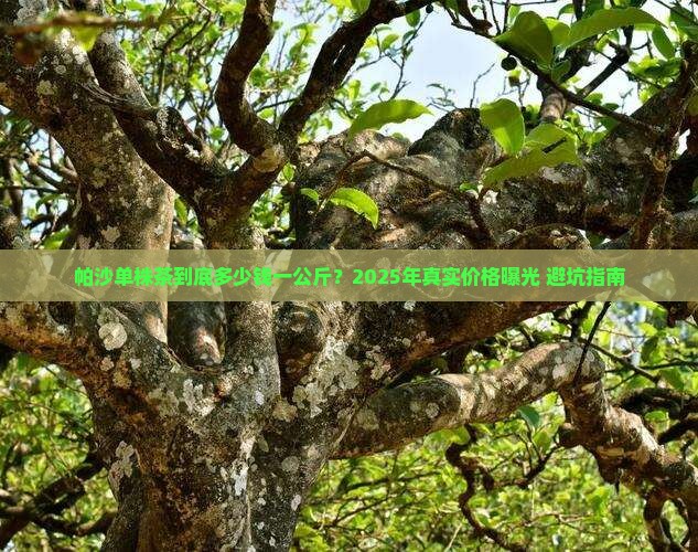 帕沙单株茶多少一公斤