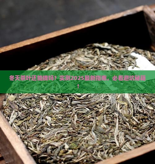 冬天有茶叶采摘吗