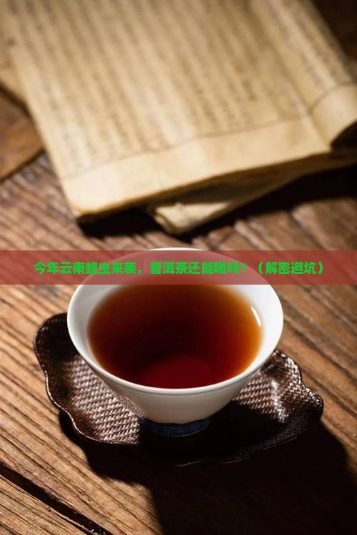 今年云南蝗虫影响普洱茶吗