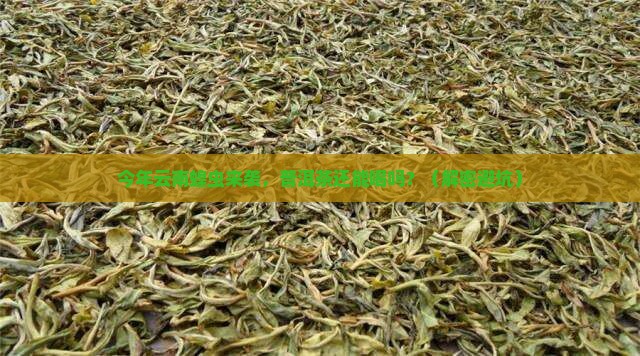 今年云南蝗虫影响普洱茶吗