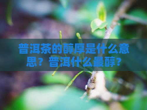 普洱茶的醇是什么意思
