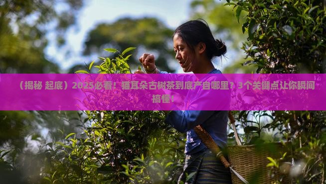 猫耳朵古树茶是哪里的