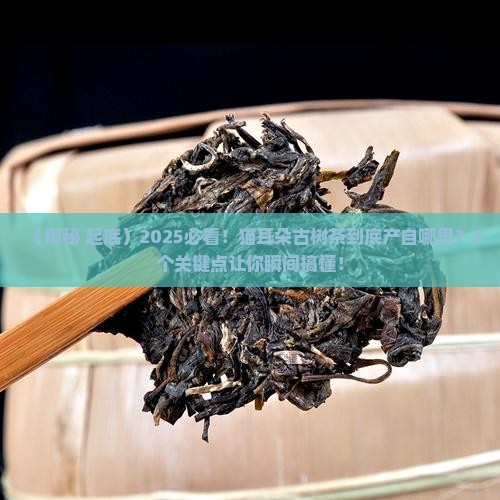 猫耳朵古树茶是哪里的