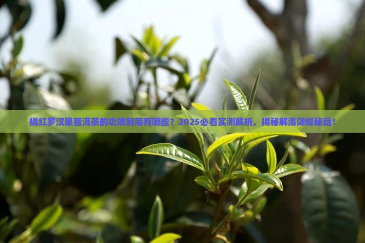 橘红罗汉果普洱茶的功效