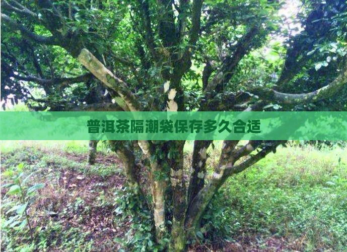 普洱茶隔潮袋能放多久