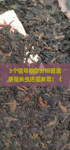 怎么分辨普洱茶长虫了还是霉了 怎么分辨普洱茶长虫了还是霉了