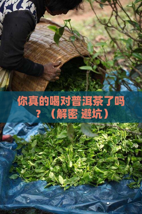 关于对普洱茶的问卷