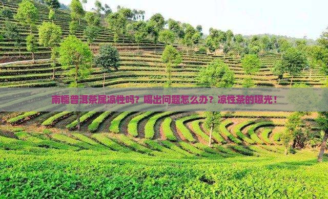南糯普洱茶属凉性吗