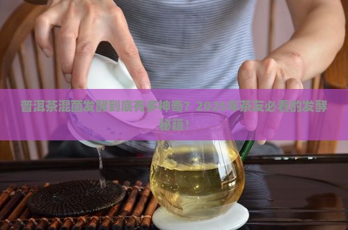 普洱茶混菌发酵的优点