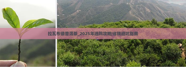 拉瓦布傣普洱茶官网