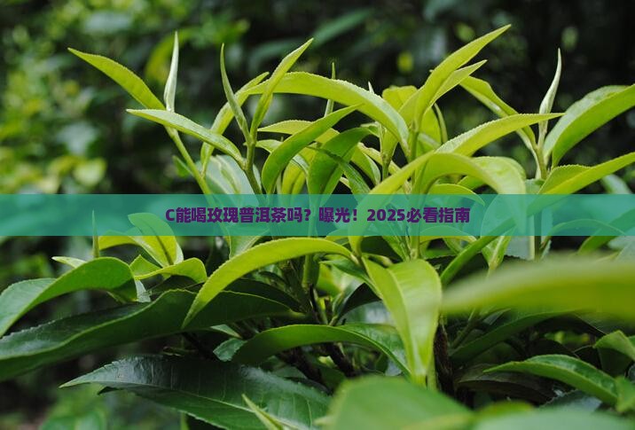 c能喝玫瑰普洱茶吗