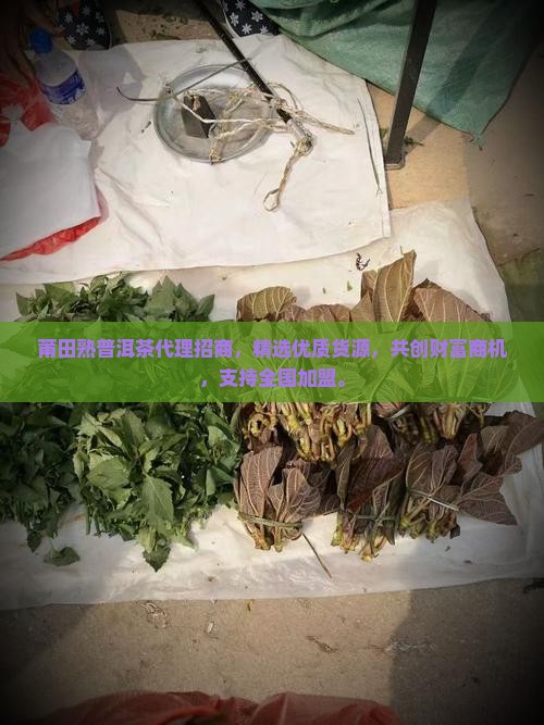 莆田熟普洱茶代理招商
