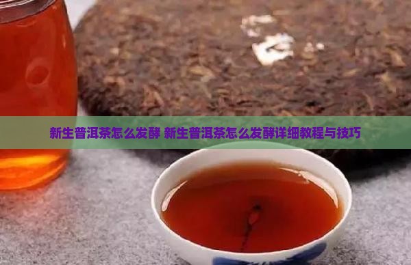 新生普洱茶怎么发酵