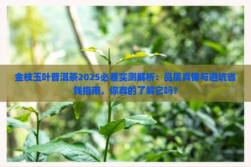 金枝玉叶普洱茶怎么样