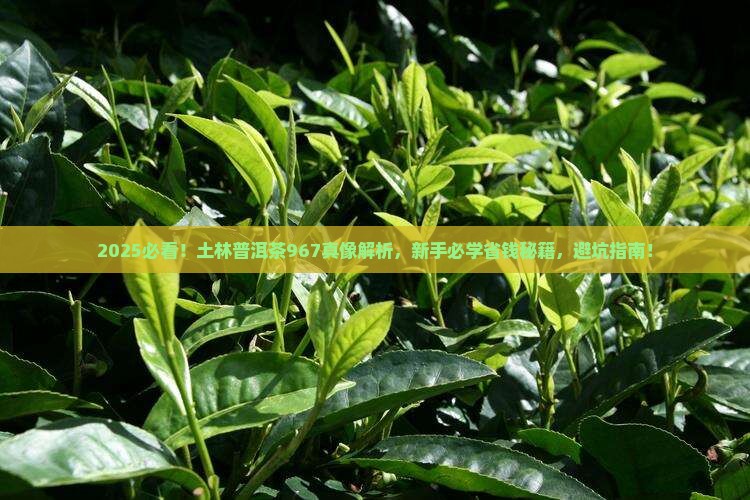 土林普洱茶967