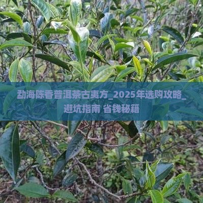 勐海陈香普洱茶古夷方