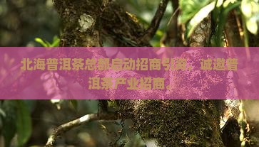北海普洱茶总部招商引资