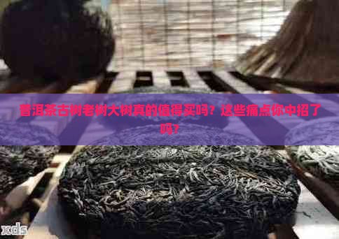 普洱茶古树老树大树