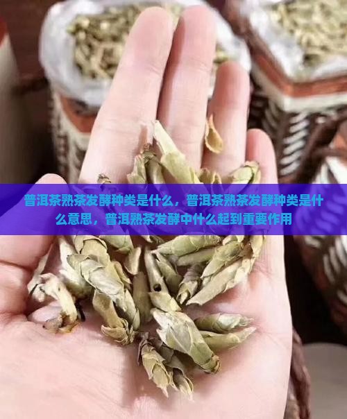 普洱茶熟茶发酵种类是什么