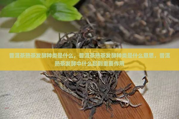 普洱茶熟茶发酵种类是什么