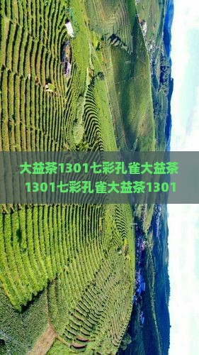大益茶1301七彩孔雀