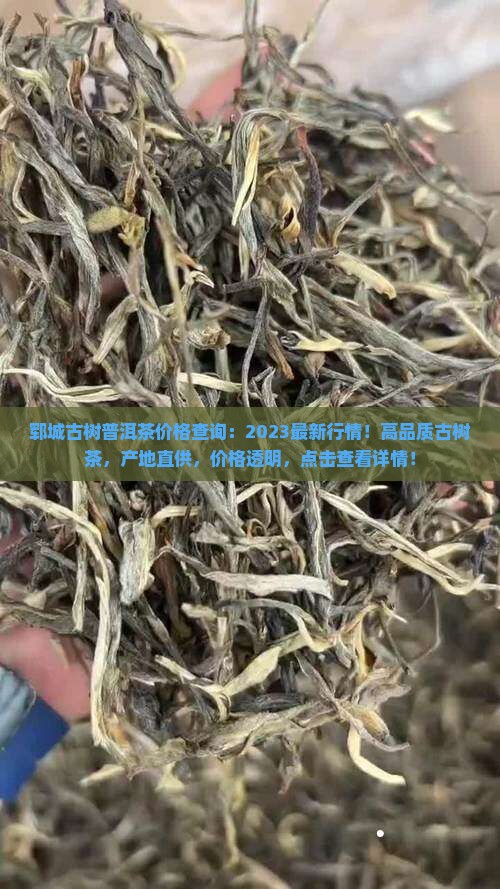 郓城古树普洱茶价格查询
