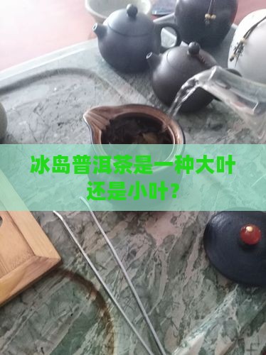 冰岛茶属于大叶还是小叶