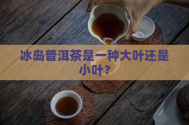 冰岛茶属于大叶还是小叶