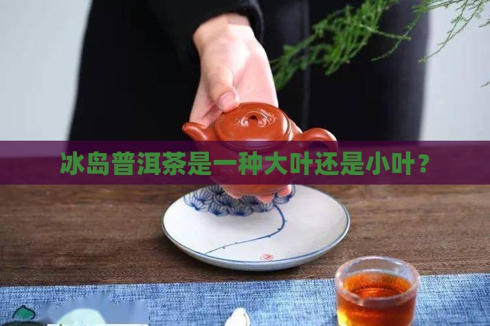 冰岛茶属于大叶还是小叶