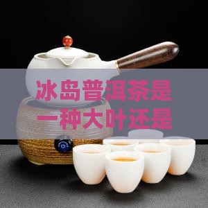 冰岛茶属于大叶还是小叶