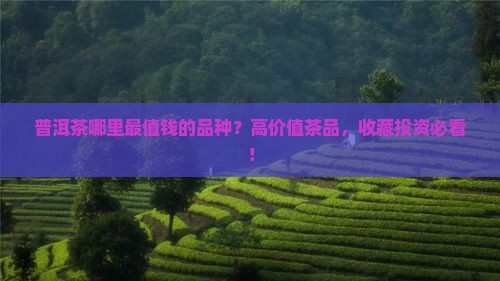 普洱茶哪里最值钱的品种