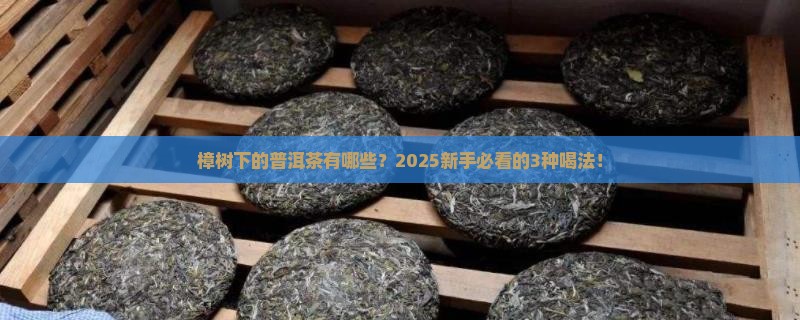 樟树下的普洱茶有哪些