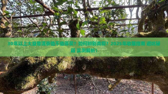 30年以上大益普洱茶