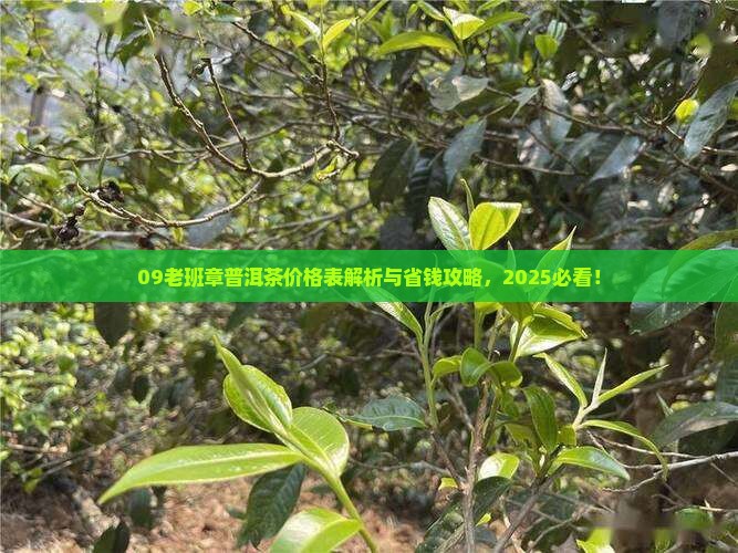 09老班章普洱茶价格表