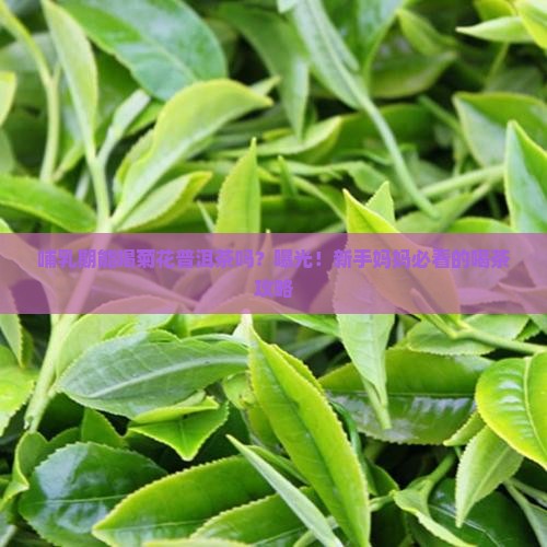 哺乳期可以喝菊花普洱茶