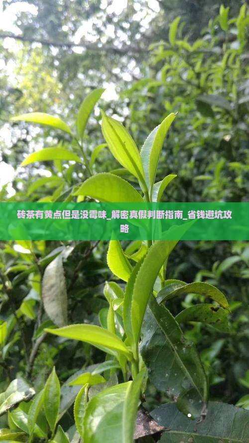 砖茶有黄点但是没霉味