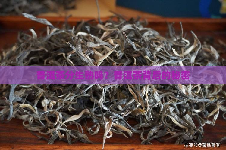 普洱茶编号分生熟吗